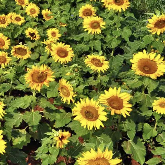 Sunflower Seed Blend Garden Mix