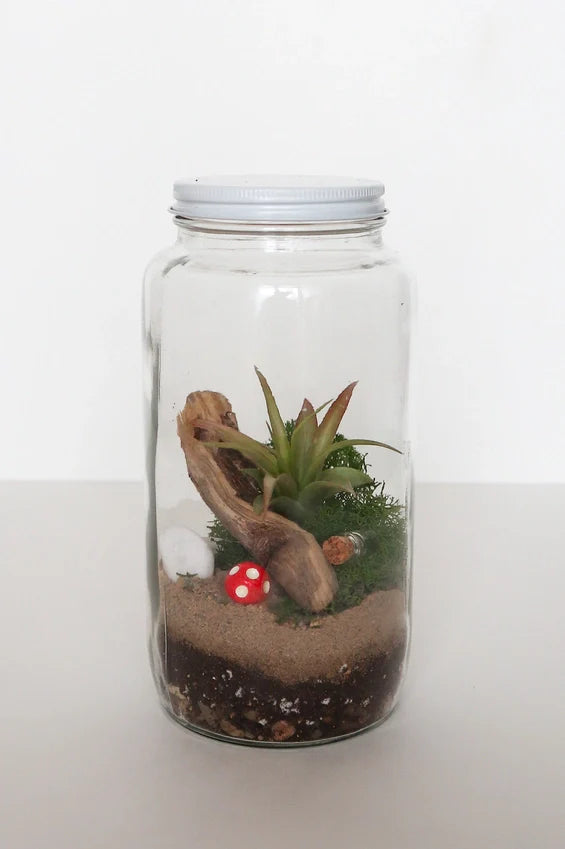 Diy Terrarium | Glass Plant Terrarium Kit