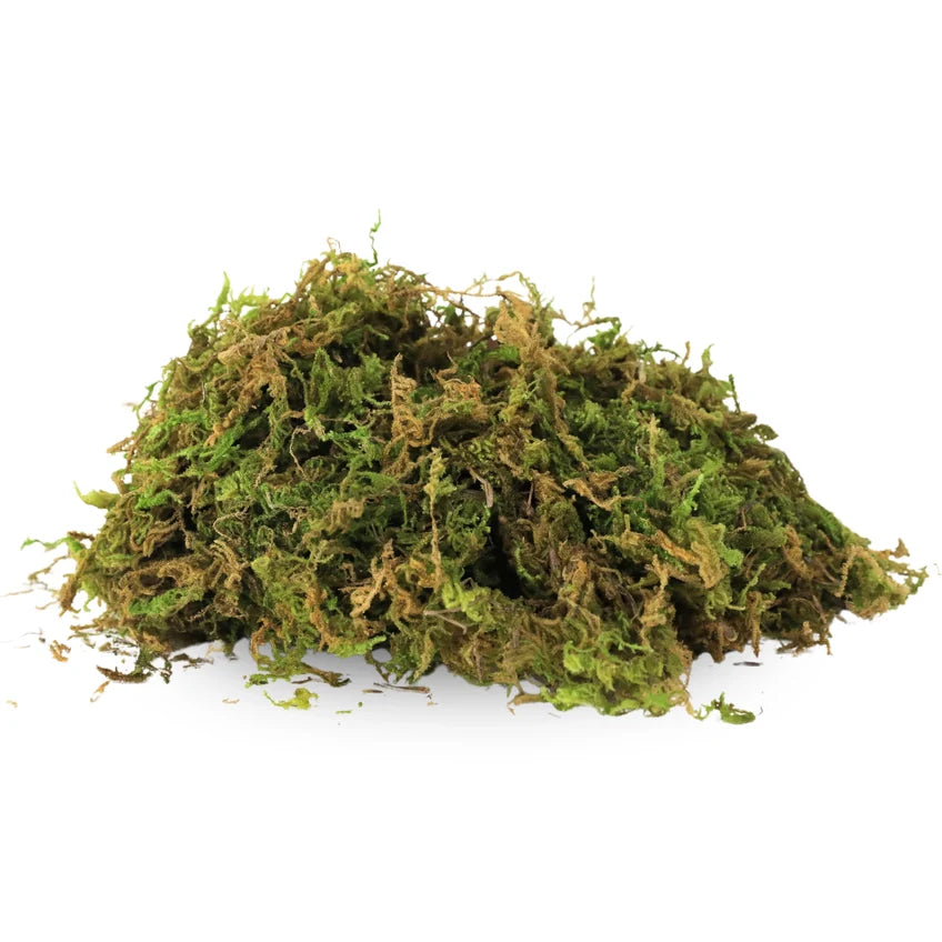 Premium Natural Forest Moss 75g