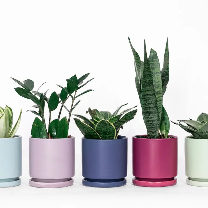4.5" Fresco Cylinder Pots with Water Saucers by Wild Lark