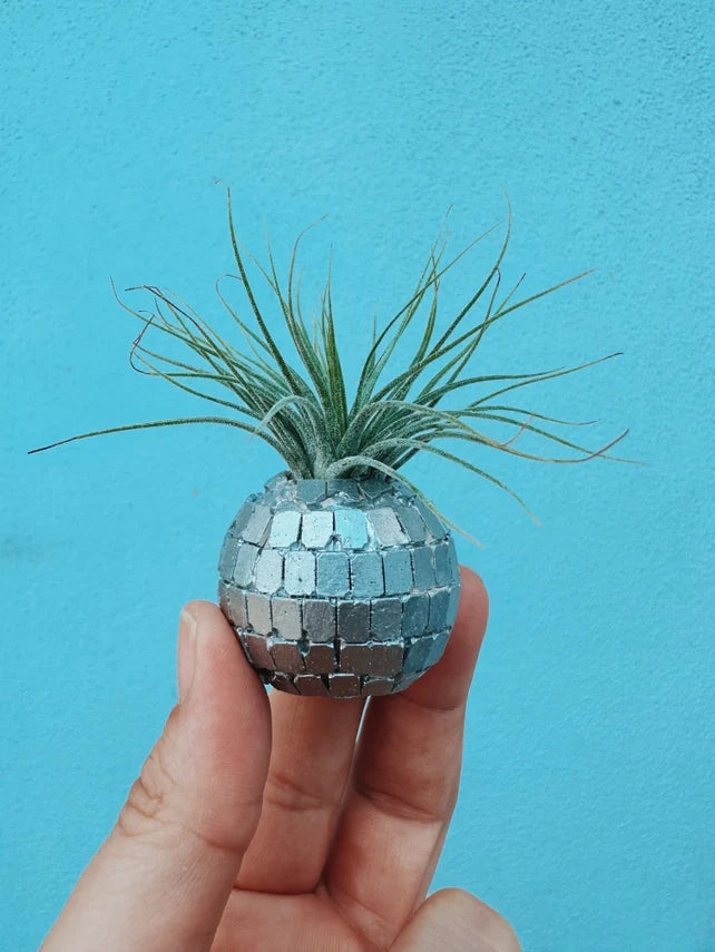 Air Plant + Mini Planter