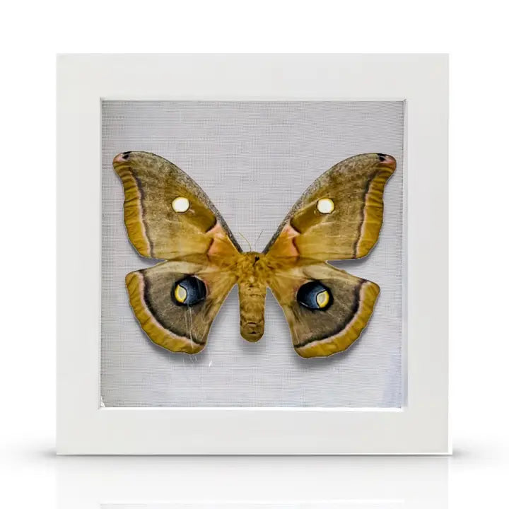 Real Framed Butterfly, 6x6x1 Inch