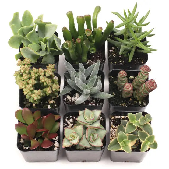 Succulents & Cacti