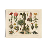 Vintage Botanical Cactus Kakteen Chart 1 Print