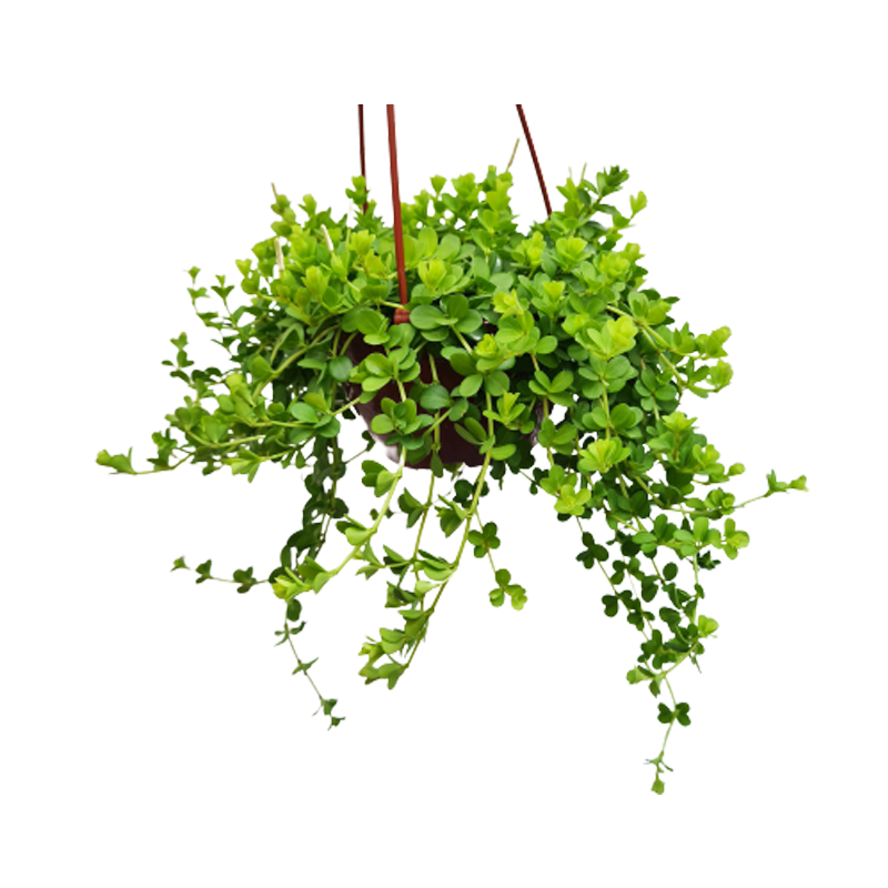 Peperomia deppeana