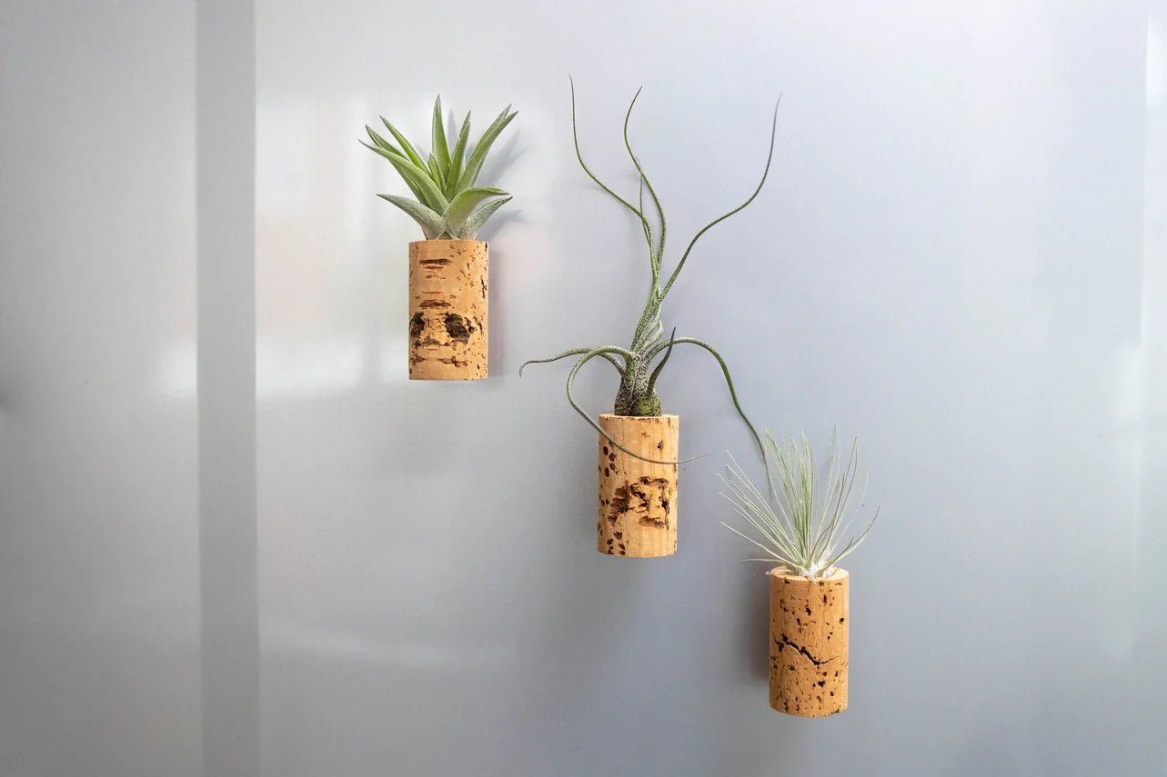 Wine Cork Magnet with Air Plant