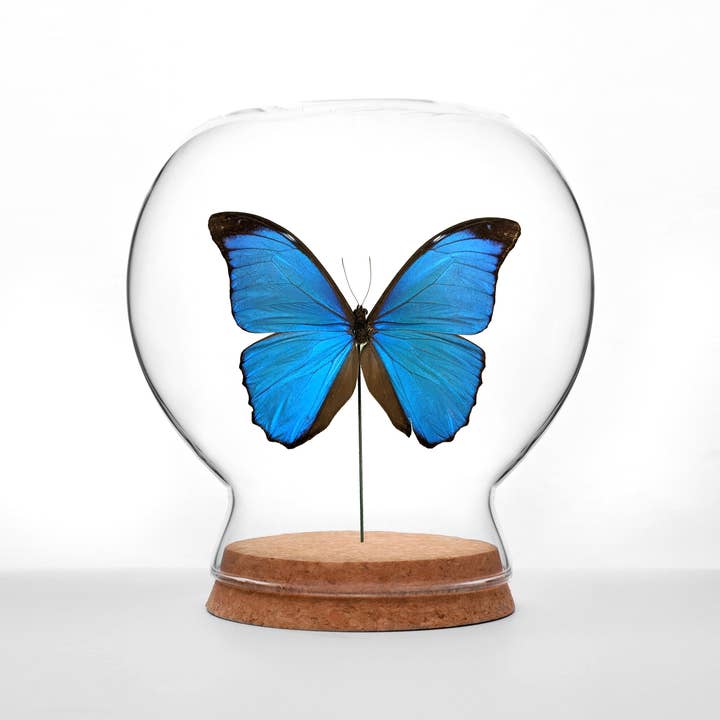 Butterfly Globes