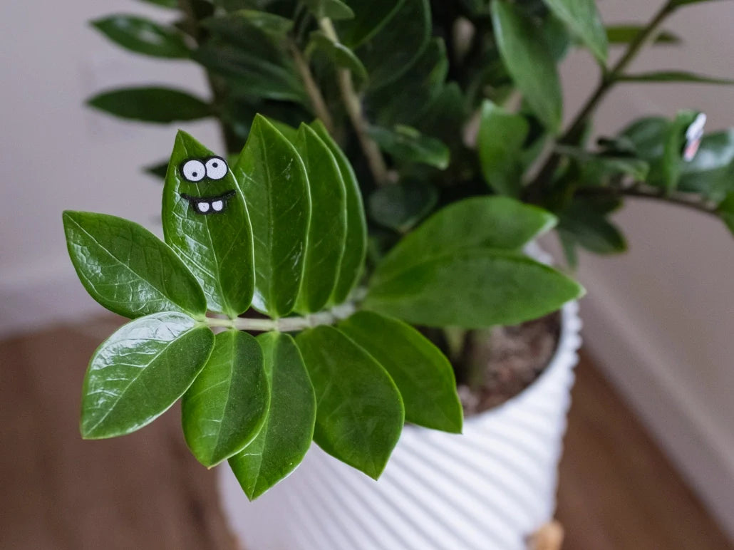 Magnetic Plant Faces | Magnet Charms For Indoor Plants