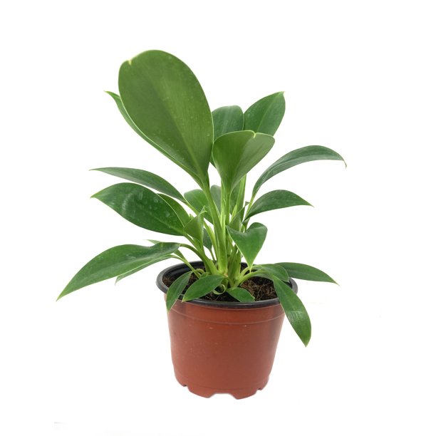 Philodendron Green Princess