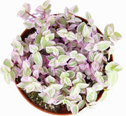 Tradescantia Rainbow Zebra