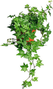 Hedera helix-(English Ivy)