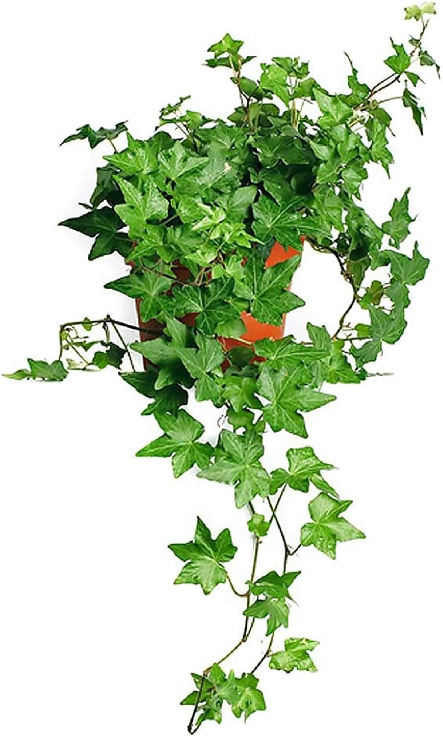Hedera helix-(English Ivy)