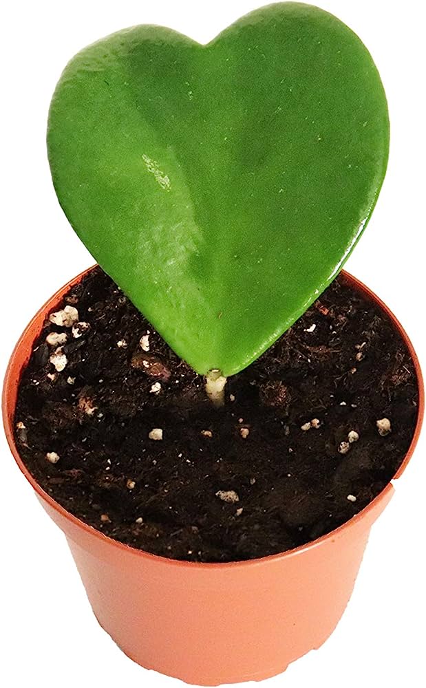 Hoya Kerrii (Heart)