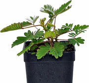 Sensitive Plant (Mimosa pudica)