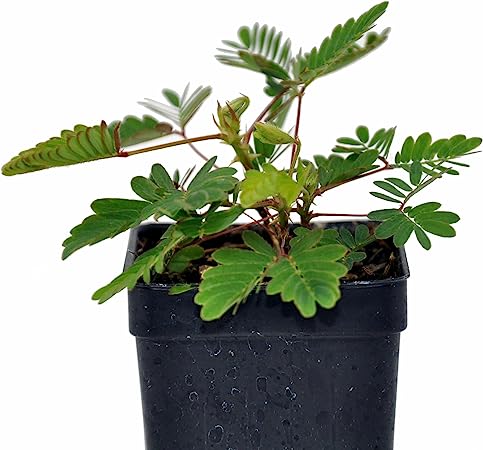 Sensitive Plant (Mimosa pudica)
