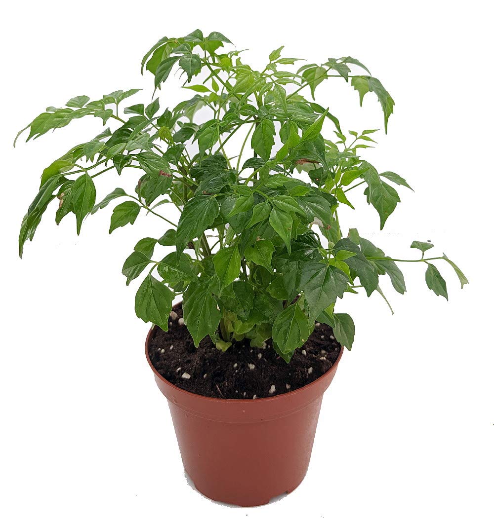 China Doll Plant (Radermachera sinica)