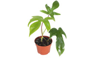Philodendron Florida Green