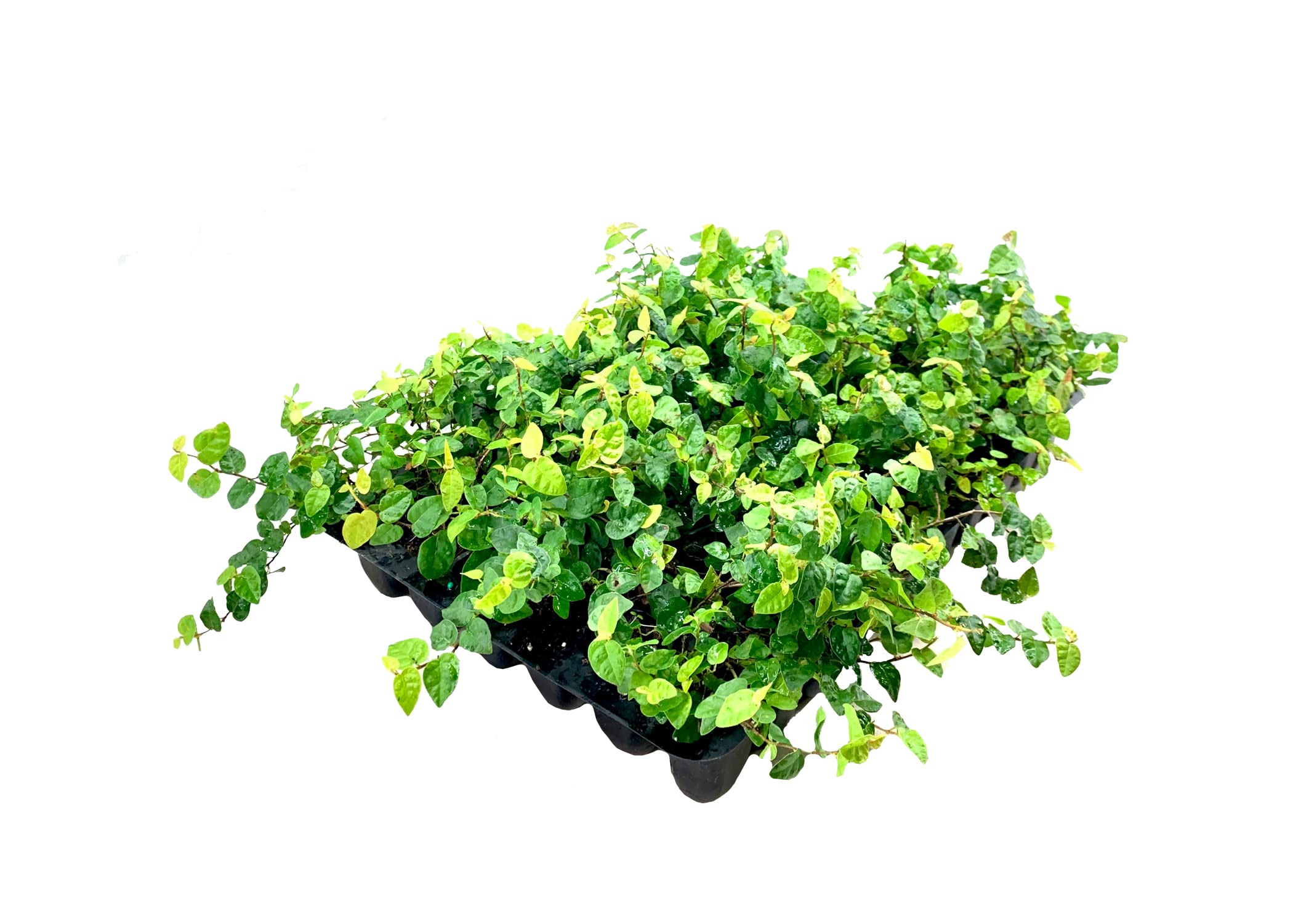 Creeping Fig (Ficus repens)