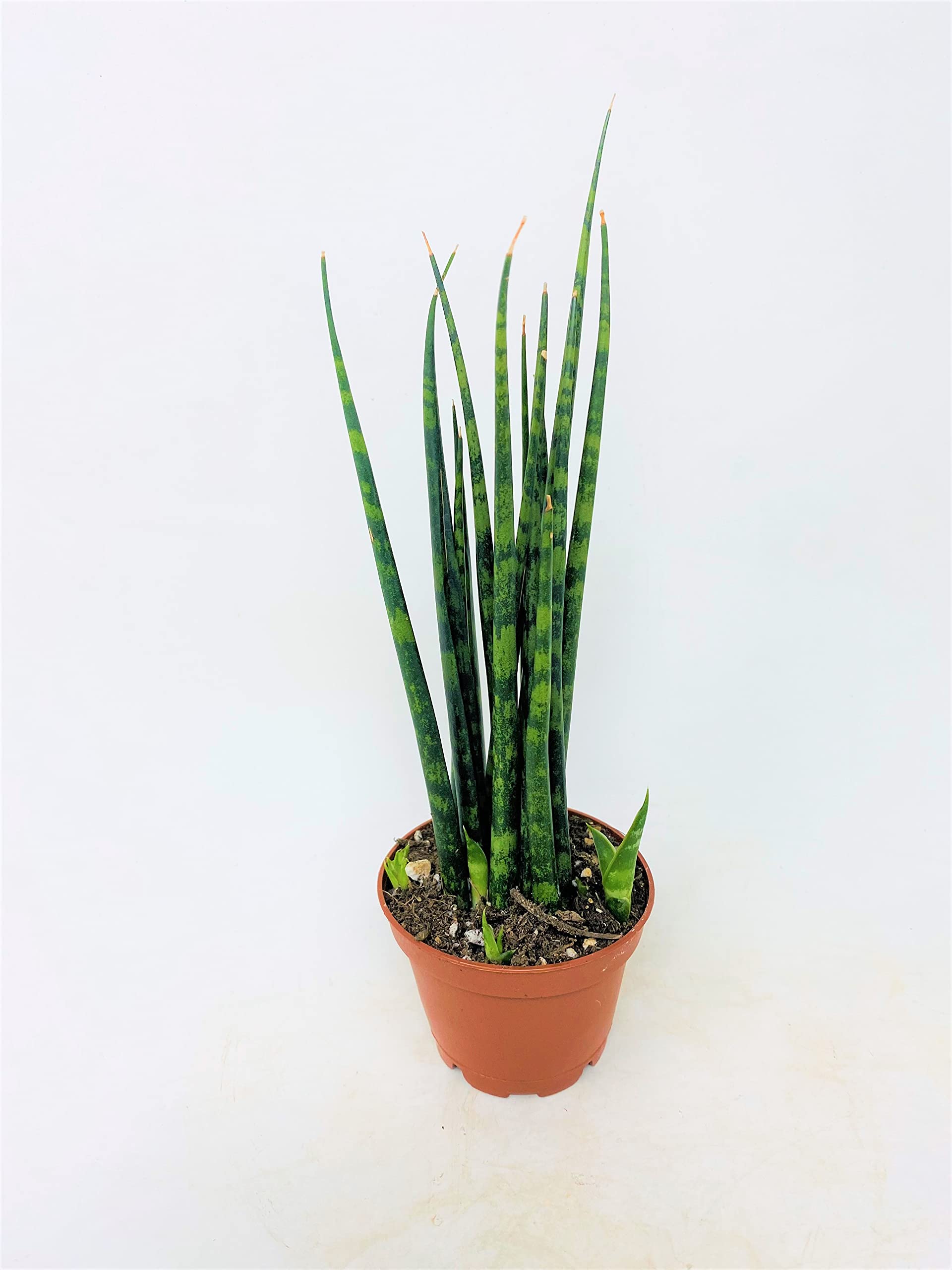 Sansevieria Mikado 'Fernwood'