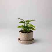 3" Coffee Bean Husk Mini Planter Pot