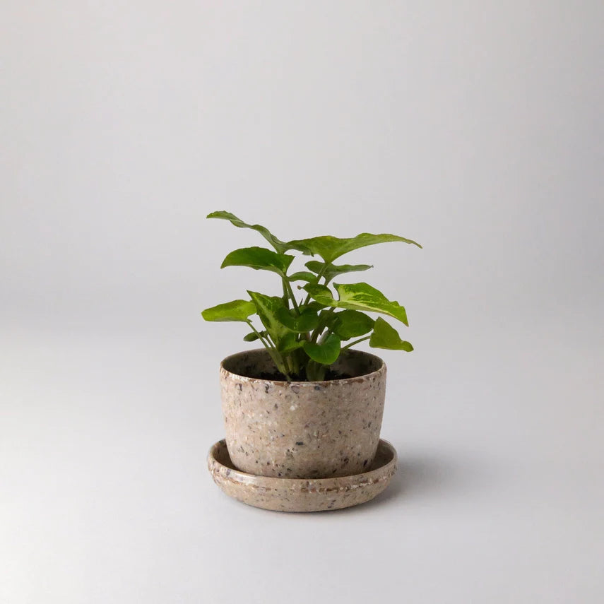 3" Coffee Bean Husk Mini Planter Pot