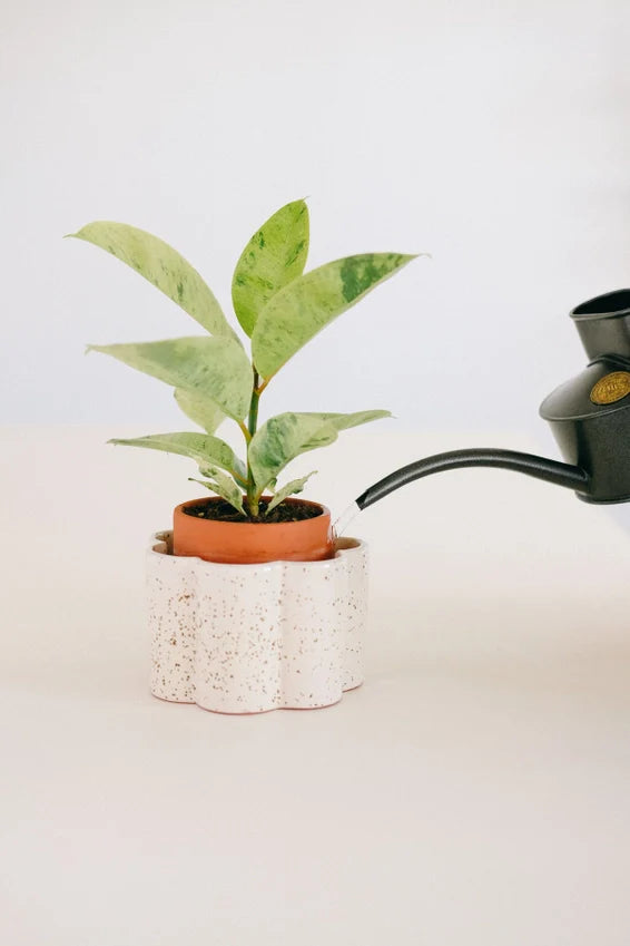 Self-Watering Pot Paula
