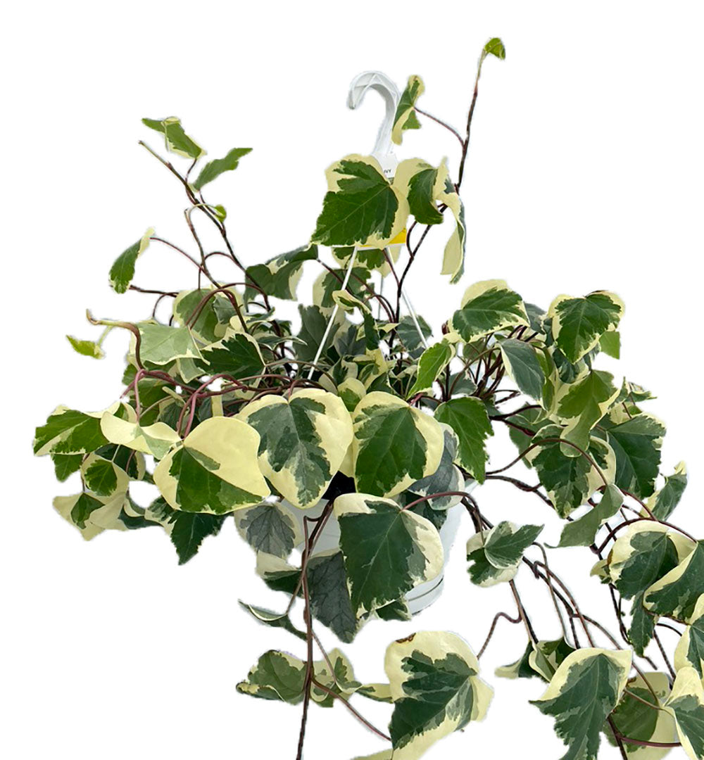 Ivy (Hedera canariensis)
