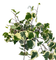 Ivy (Hedera canariensis)