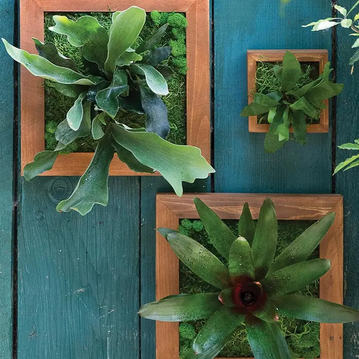 Staghorn Fern Kit