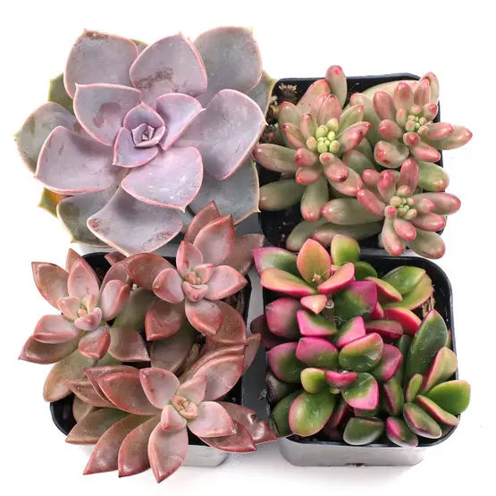 Succulents & Cacti