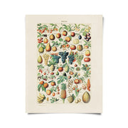 Vintage Botanical French Fruits Print