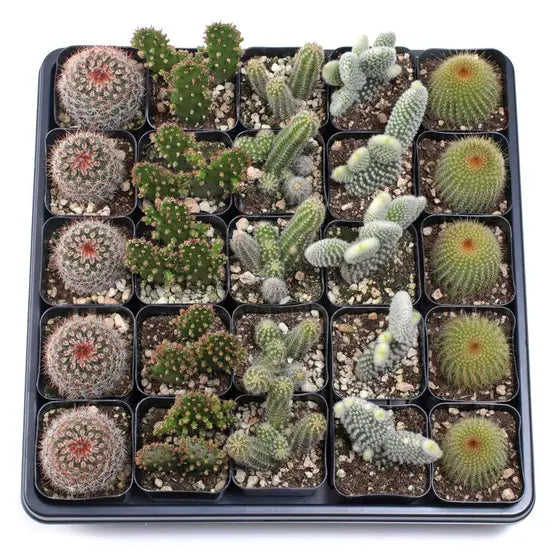 Succulents & Cacti