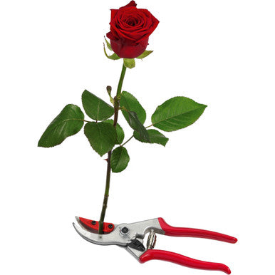 FELCO 4C&H Cut-flower shears