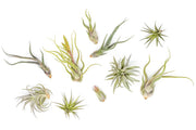 Air Plant Shop Air Plant - Assorted Sizes