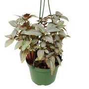 Pilea "Ellen"