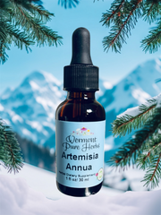 Artemisia Annua (Sweet Wormwood)