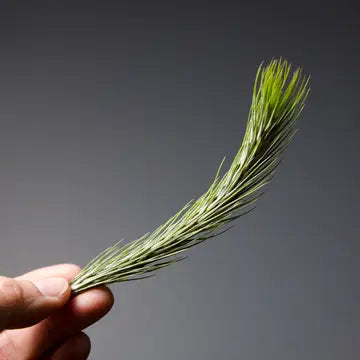 Air Plants