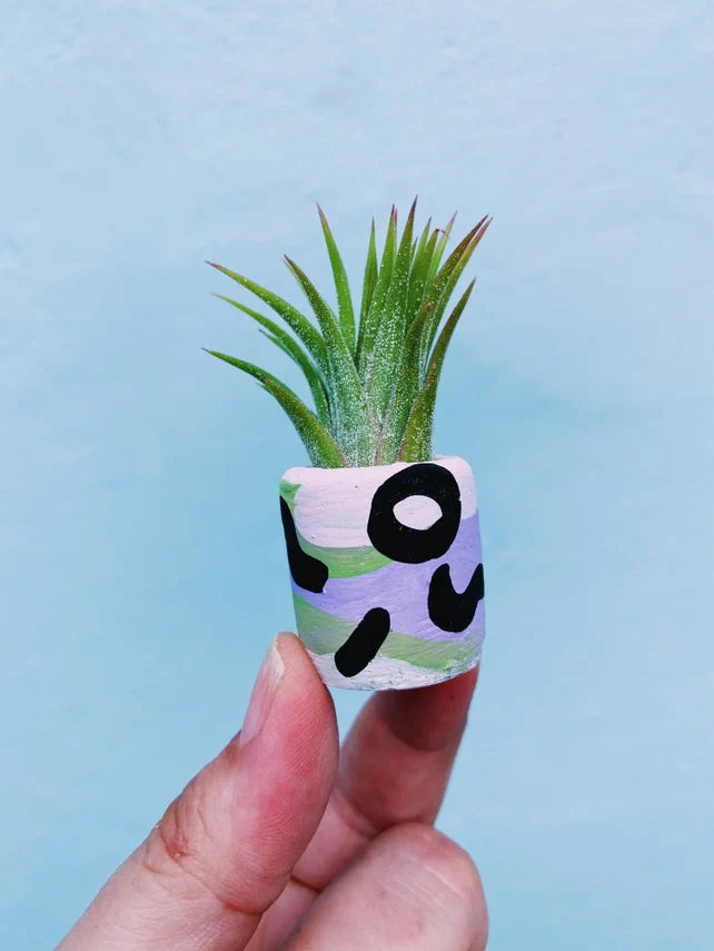 Air Plant + Mini Planter