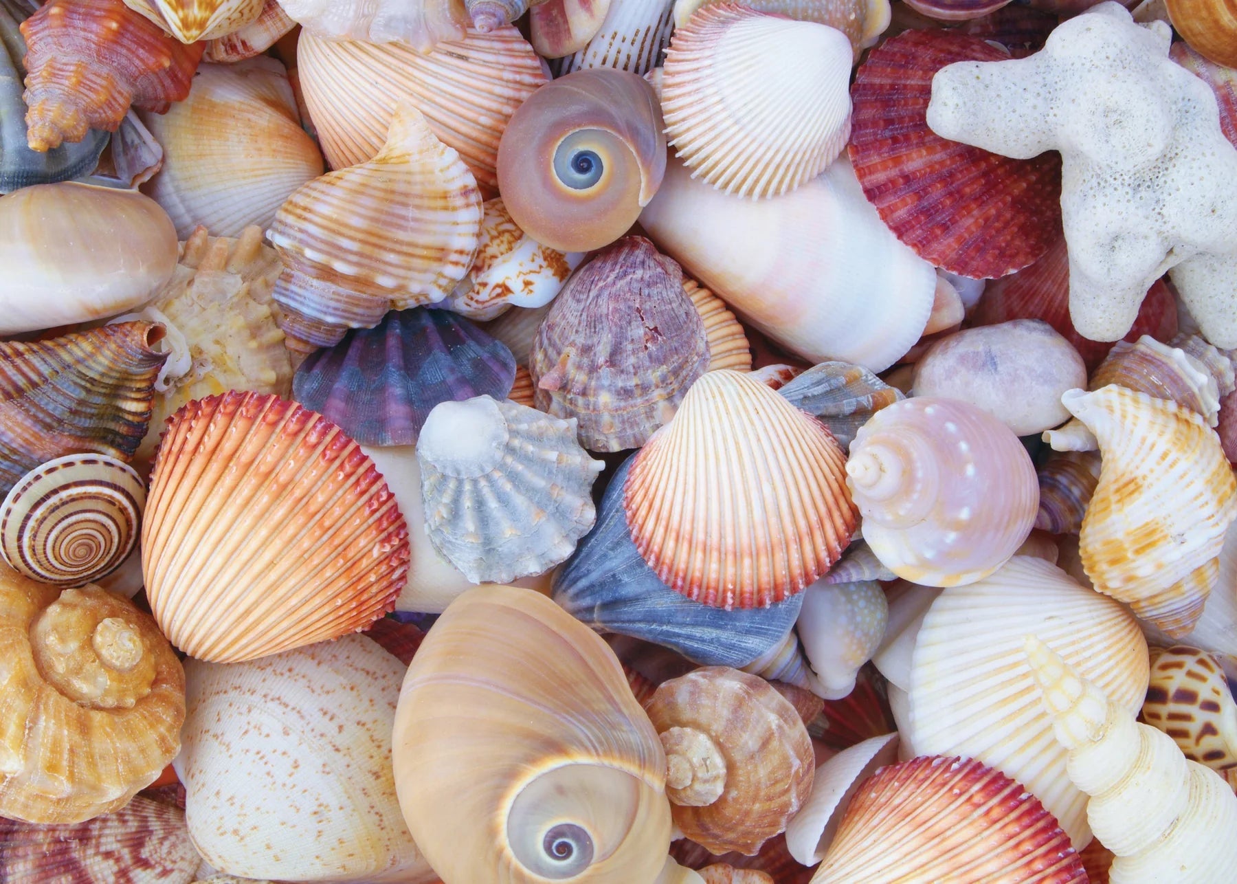 Puzzle 1000 Piece All The Shells by Homeportonline