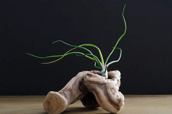 Air Plants