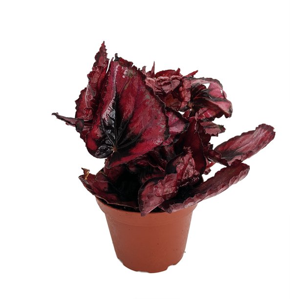 Rex Begonia "Red Bull"