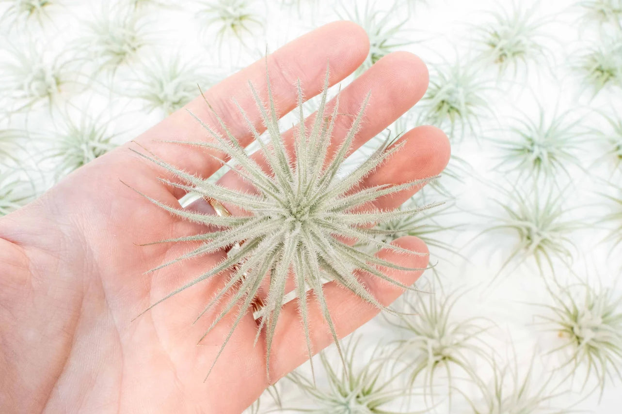 Tillandsia Tectorum Ecuador Air Plants