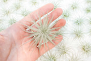Tillandsia Tectorum Ecuador Air Plants