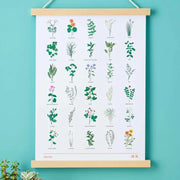 Herb Botanical Illustration, A3 Art Print