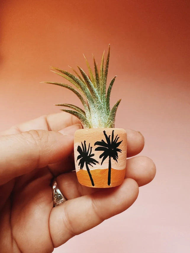 Air Plant + Mini Planter