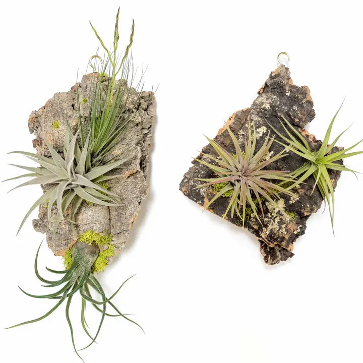 Fully Assembled Air Plant Cork Bark Displays