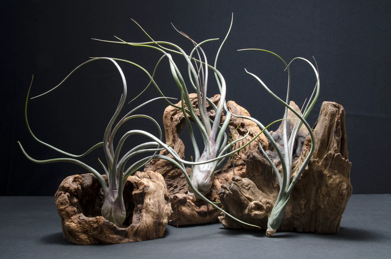 Air Plants