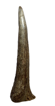 Dog Treat - Moose Tine Naturally Shed Antler - Small by Homeportonline