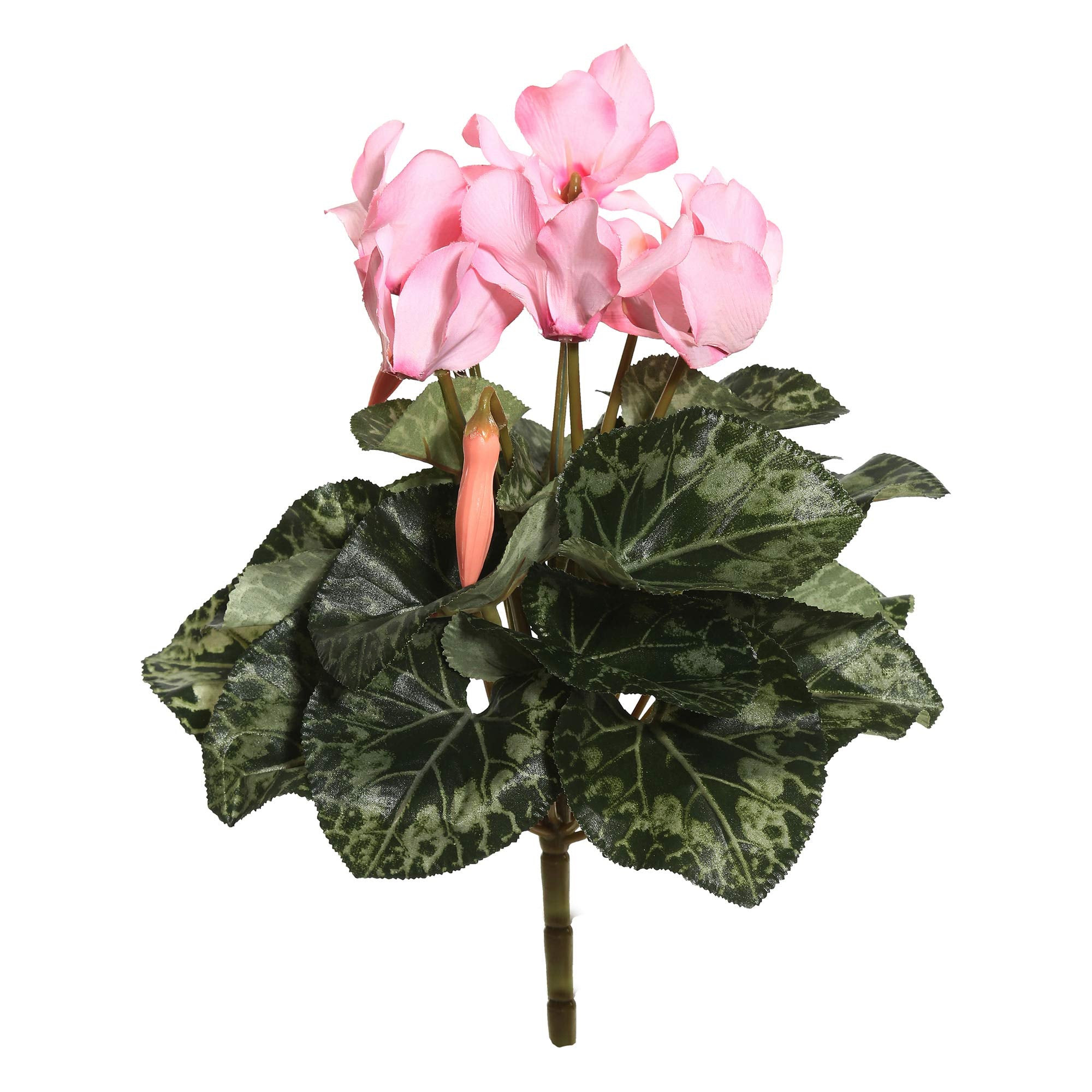 Cyclamen