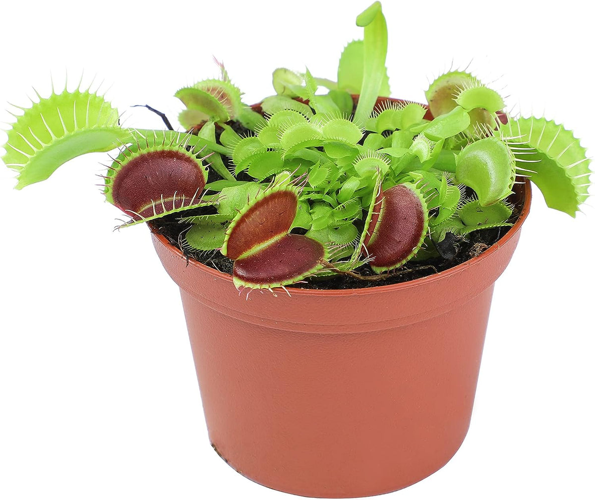 Venus Fly Trap (Dionea)